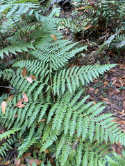 Pteridium aquilinum pubescens