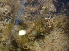 Sarmentypnum exannulatum exannulatus