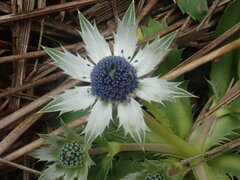 Eryngium