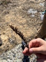 Castilleja victoriae