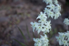 Leucocoryne ixioides