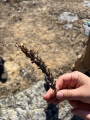 Castilleja victoriae
