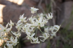 Leucocoryne ixioides