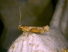 Gelechiinae