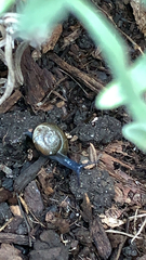 Oxychilus draparnaudi