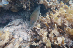 Gymnothorax javanicus