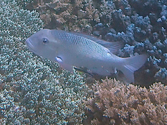 Monotaxis grandoculis