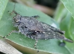 Tettigidea lateralis