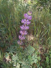 Lupinus microcarpus