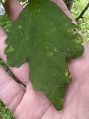 Phyllosticta hibiscina