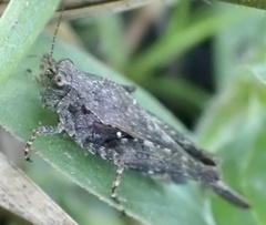 Tettigidea lateralis