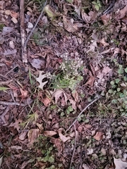 Capsella bursa-pastoris