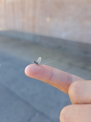 Ephemeroptera