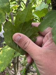 Phyllosticta hibiscina