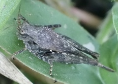 Tettigidea lateralis