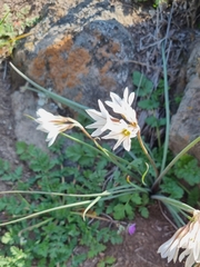 Tristagma