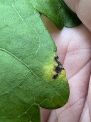 Phyllosticta hibiscina