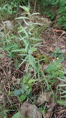 Linaria vulgaris