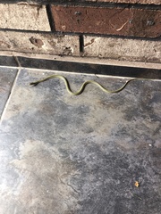 Thamnophis proximus orarius