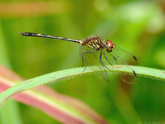 Dythemis sterilis