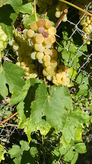 Vitis vinifera