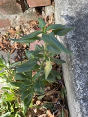 Centranthus ruber