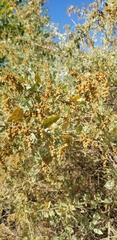 Atriplex lentiformis