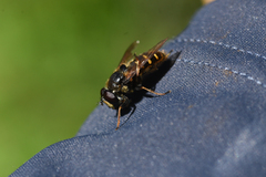Sericomyia chalcopyga