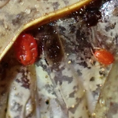 Acariformes
