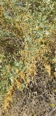 Atriplex lentiformis