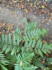 Pteridium aquilinum pubescens