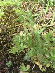 Jasione