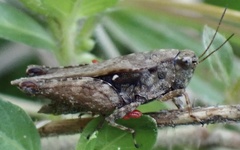 Batrachideini