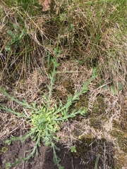 Jasione