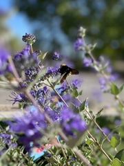 Bombus pensylvanicus