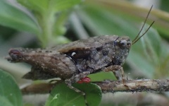 Batrachideini