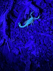 Paravaejovis confusus