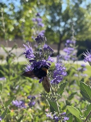 Bombus pensylvanicus
