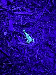 Paravaejovis confusus