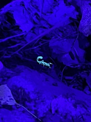 Paravaejovis confusus