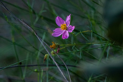 Cosmos crithmifolius