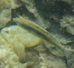 Halichoeres margaritaceus