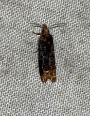 Eucosma ochroterminana