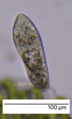 Paramecium