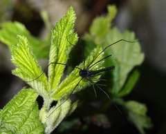 Pantopsalis albipalpis