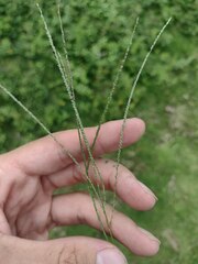 Digitaria violascens