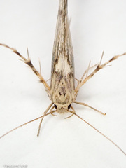 Stathmopoda plumbiflua