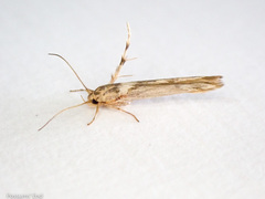 Stathmopoda plumbiflua