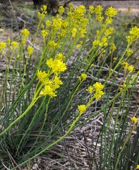 Glischrocaryon behrii