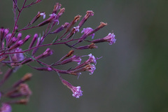 Stevia viscida
